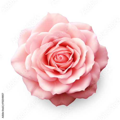 pink rose on isolate transparency background  PNG