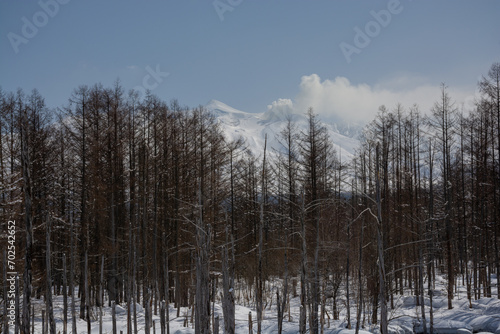 冬の晴れた日の雪山とカラマツ林 