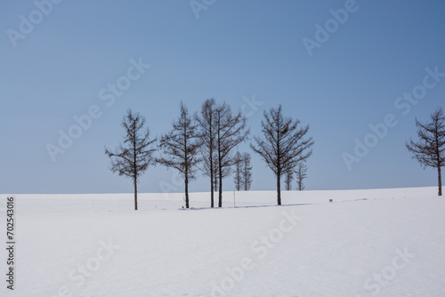 冬の晴れた日の丘に立つカラマツ
 photo