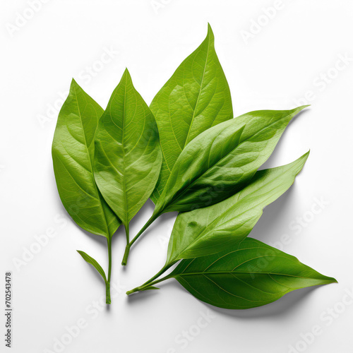Green leave on isolate transparency background  PNG