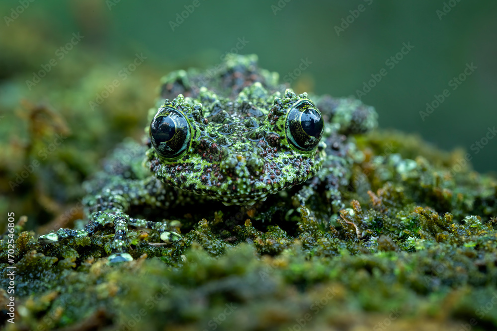 Vietnamese Mossy Frog (Theloderma corticale) or Tonkin Bug-eyed Frog is a species of frog found in Vietnam. Vietnamese Mossy Frog camouflage to the mossy wood. Vietnamese Mossy Frog (Theloderma corticale) or Tonkin Bug-eyed Frog is a species of frog found in Vietnam. Vietnamese Mossy Frog camouflage to the mossy wood.