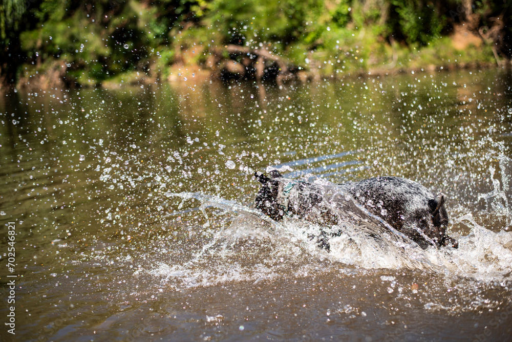 Fototapeta premium Australian Cattle Dog playing in a river