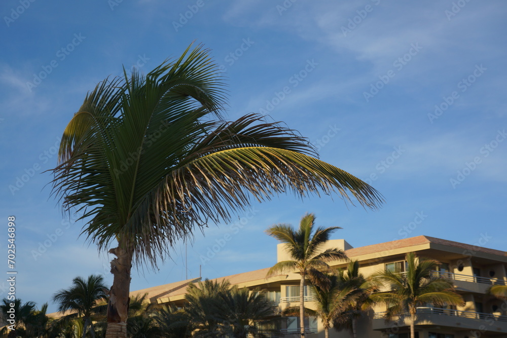 hotel, resort, sky, build, architecture, holiday, plant, paradise, palm, tree, travel, tropical, background