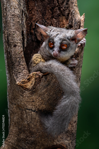 The Bushbaby or Galago, is a small and nocturnal primate and native to Africa. photo