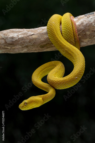 Yellow White Lipped Pit Viper - Trimeresurus insularis on tree branch.