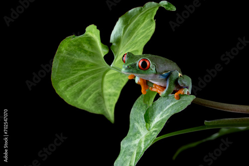 Red-eyed Tree Frog (Agalychnis callidryas) on green leaves.