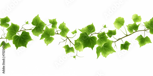 green ivy leaves isolated on white background. Flat lay top Green vine leaves isolated on white background. Grapevine branch with leaves.