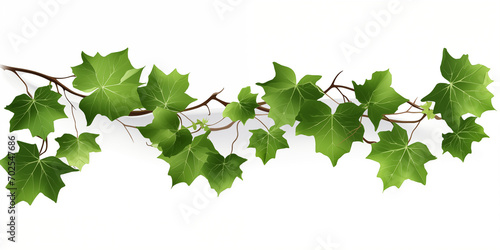 young green branch isolated on white background for decoration Ivy foliage on climbing vine green creeper Hanging vine plant succulent leaves of Hoya ovata indoor houseplant.