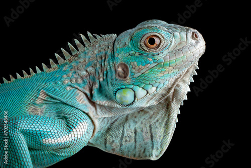 Closeup head of Blue Iguana  Cyclura lewisi  which is native to the island of Grand Cayman.