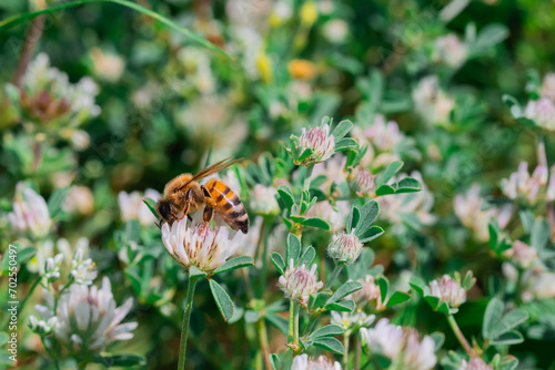 Honey bee collecting nectar in a meadow with white clover.