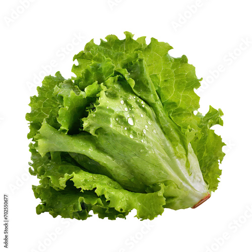A Fresh And Crunchy Lettuce With Water Drops, Without Shadow, Blank White Isolated Background
