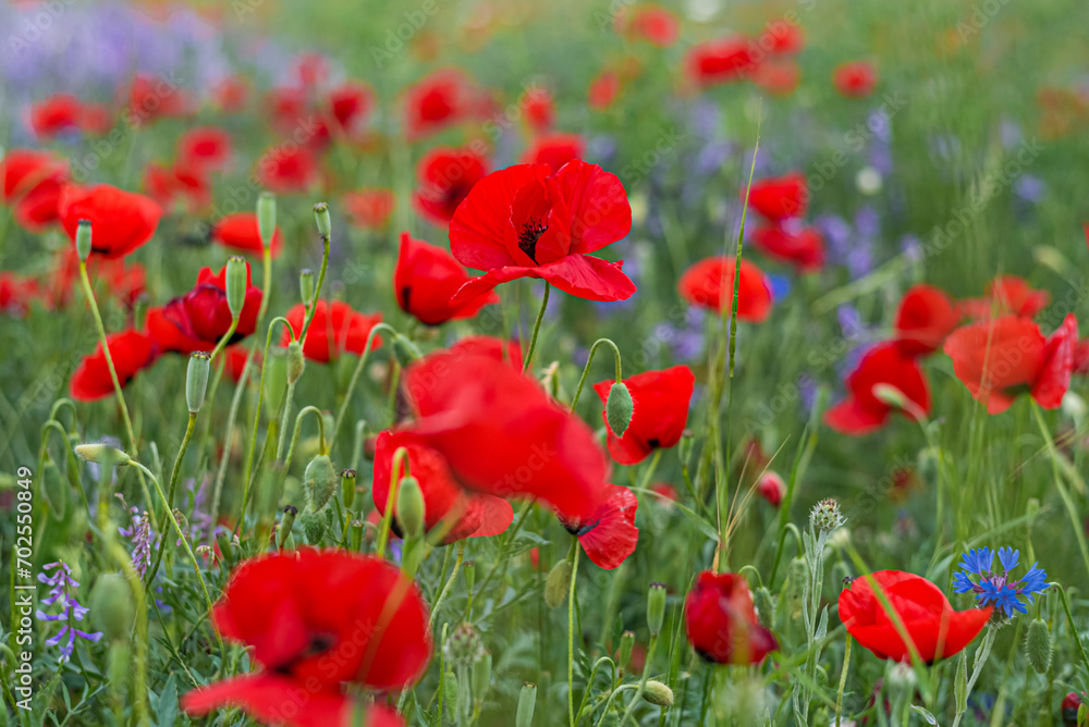 Red poppy flowers and blue false indigo blooming in a meadow Red poppy flowers and blue false indigo blooming in a meadow