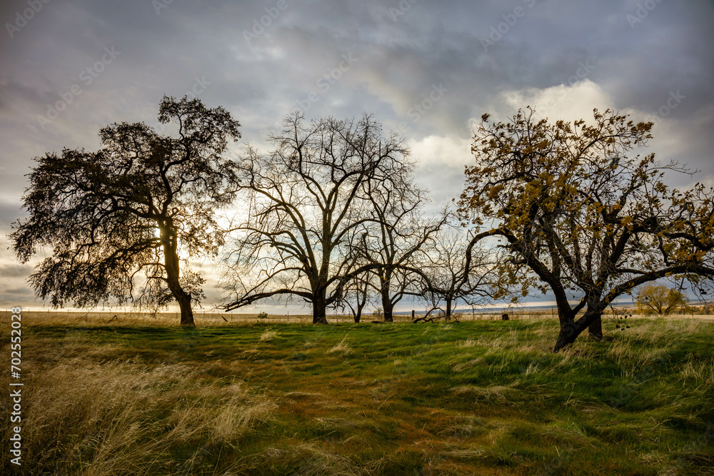 Beautiful landscape of trees and windy blown grass on a gloomy day in Oroville, California