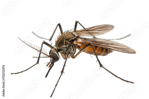 mosquito isolated on white background © trimiati