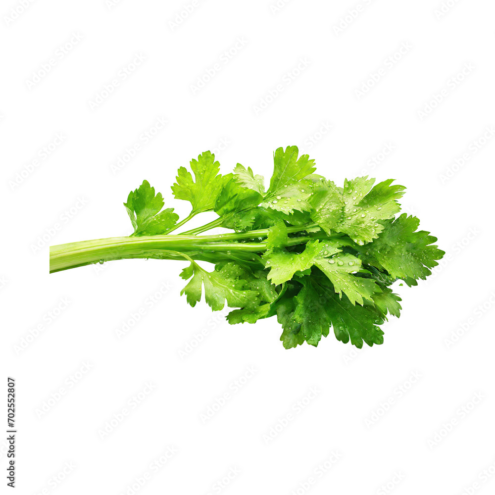Bunch Of Fresh Green Leaf Of Celery With Water Drop, Isolated Background
