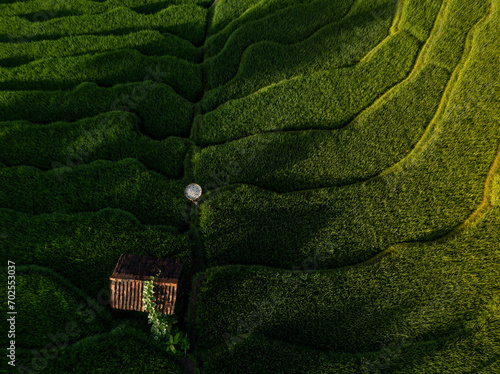 Beautiful terrace of Union Field in Argapura, Majalengka, West Java, Indonesia.  photo