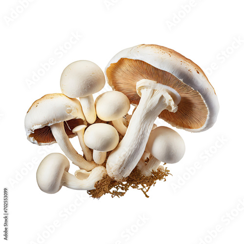 Floating Bunch Of Mushroom With A Brown Cap, Without Shadow, Blank White Isolated Background