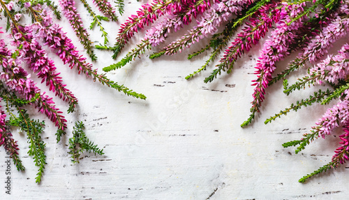 Beautiful pink flower heather frame (calluna vulgaris, erica, ling) on white rustic background photo
