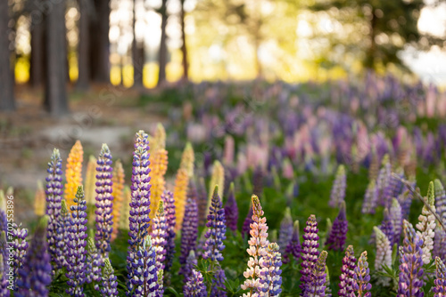 Lupines in a pine forest, Lake Tekapo, New Zealand photo