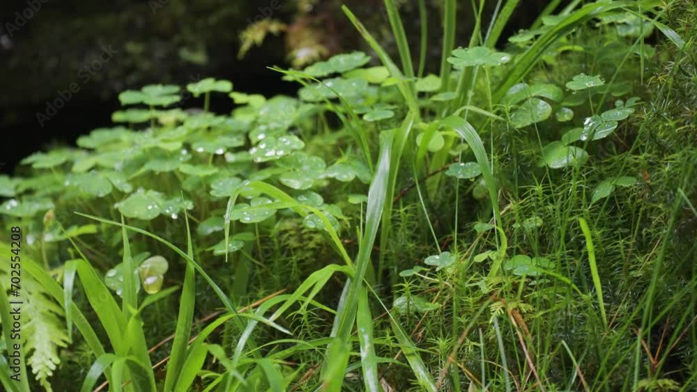 Lush green grass and weeds covered with dew on the dark background. Slow-motion parallax video. Lush green grass and weeds covered with dew on the dark background. Slow-motion parallax video.