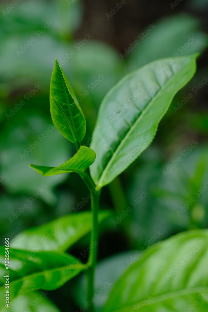 Tea plantation. Tea leaf shoots. Camellia sinensis is a tea plant, a species of plant whose leaves and shoots are used to make tea. Tea plantation. Tea leaf shoots. Camellia sinensis is a tea plant, a species of plant whose leaves and shoots are used to make tea.
