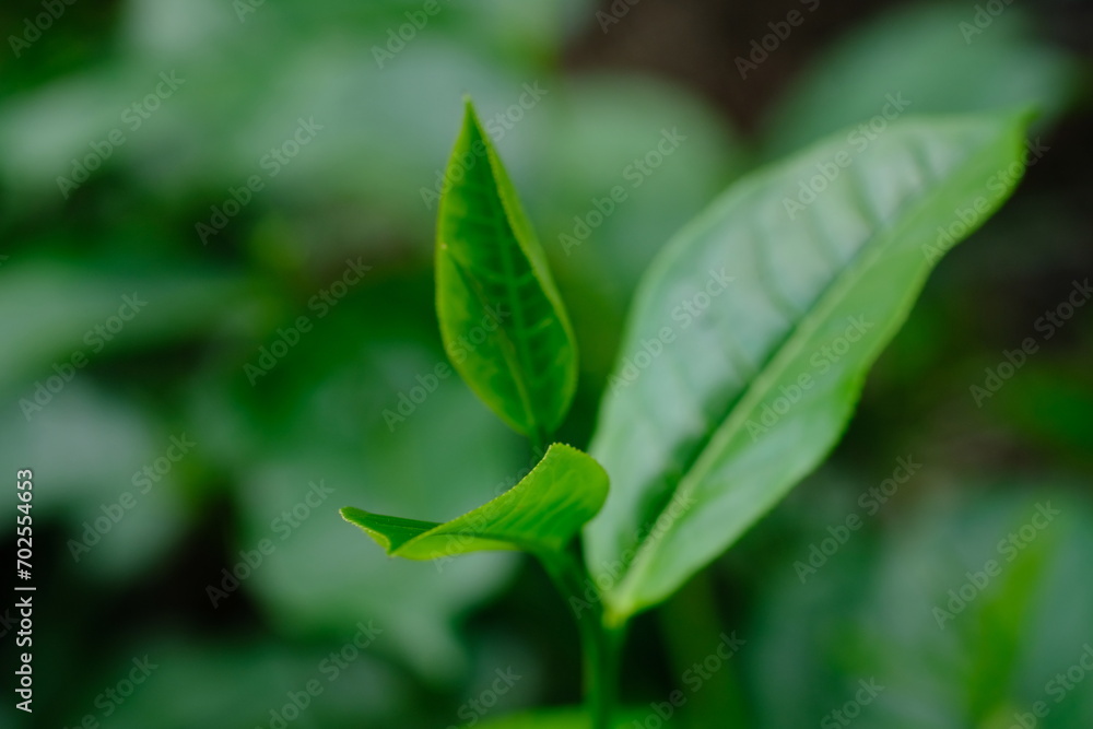 Tea plantation. Tea leaf shoots. Camellia sinensis is a tea plant, a species of plant whose leaves and shoots are used to make tea. Tea plantation. Tea leaf shoots. Camellia sinensis is a tea plant, a species of plant whose leaves and shoots are used to make tea.