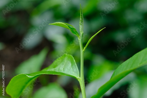 Tea plantation. Tea leaf shoots. Camellia sinensis is a tea plant  a species of plant whose leaves and shoots are used to make tea.