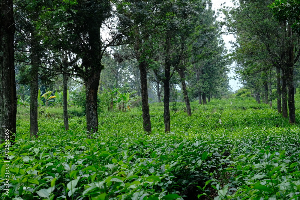 Tea plantation. Camellia sinensis is a tea plant, a species of plant whose leaves and shoots are used to make tea. Tea plantation. Camellia sinensis is a tea plant, a species of plant whose leaves and shoots are used to make tea.