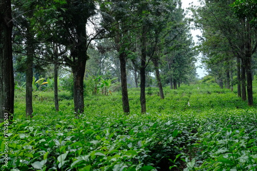 Tea plantation. Camellia sinensis is a tea plant  a species of plant whose leaves and shoots are used to make tea.