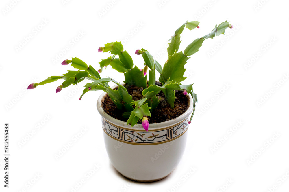 Easter Cactus in a pot on a white background Easter Cactus in a pot on a white background
