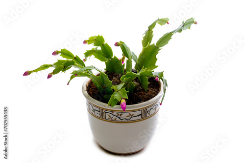 Easter Cactus in a pot on a white background © i_valentin