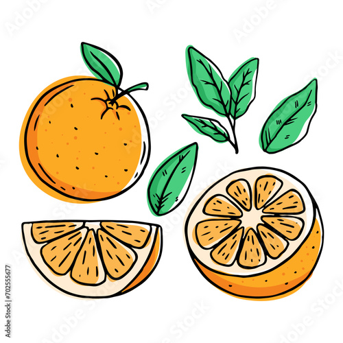 orange fruit collection with hand drawn style on white background