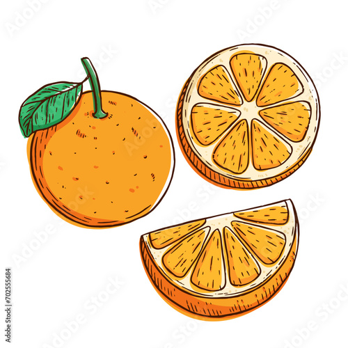 orange fruit collection with hand drawn style on white background