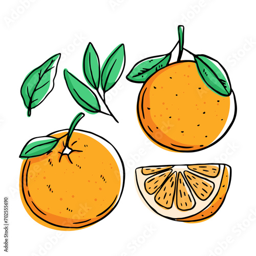 orange fruit collection with hand drawn style on white background