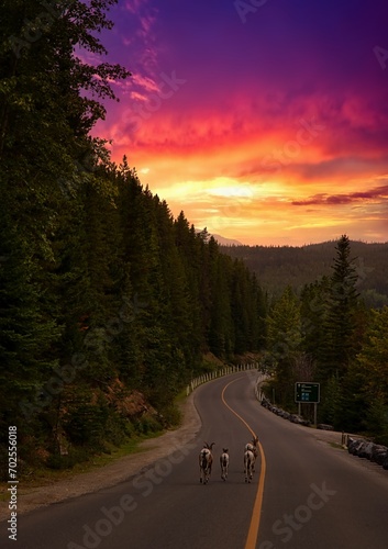 Bighorn Sheep Walking Down A Road At Sunrise