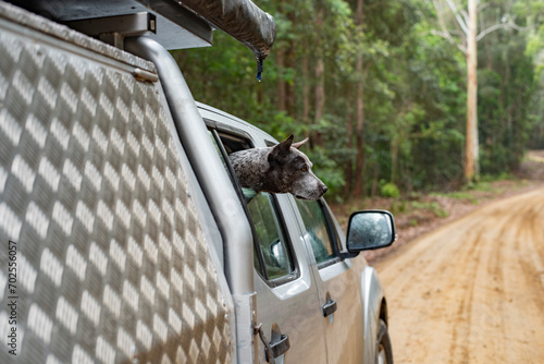 Dog looking out window of vehicle in the forest photo