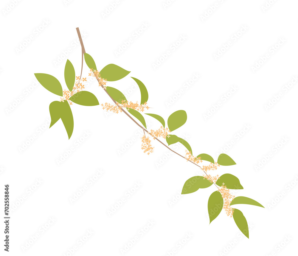 Illustration of osmanthus Illustration of osmanthus