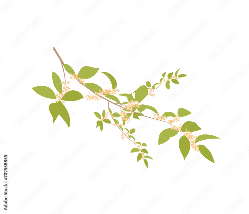 Bright doodle floral pattern background with fragrant tea olive, sweet olive or osmanthus fragrans and evergreen foliage. hand drawn flower cluster background. Great for wallpaper, textile, fabric. Bright doodle floral pattern background with fragrant tea olive, sweet olive or osmanthus fragrans and evergreen foliage. hand drawn flower cluster background. Great for wallpaper, textile, fabric.