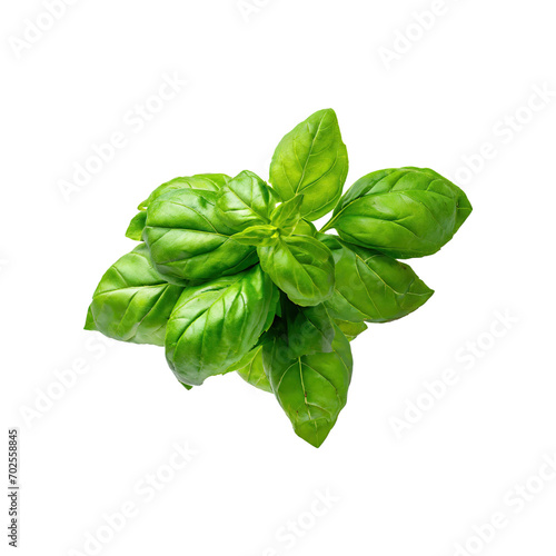 Floating Bunch Of Fresh Green Basil Leaves, Isolated Transparent Background