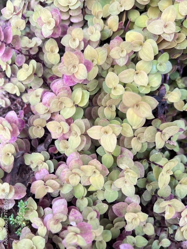 colorful leaves