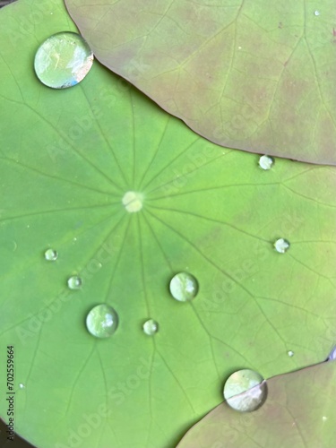 Lotus effect