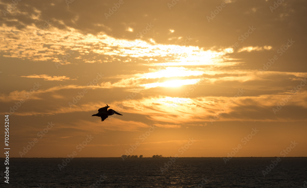 Looking at dark silhouette of pelicane from Sunshine Skyway Bridge during sunset