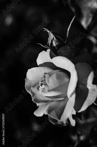 Roses Monochrome