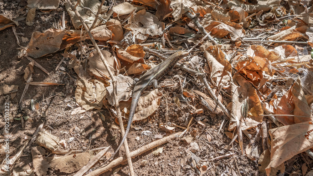 A beautiful lizard on the ground covered with dry fallen leaves. Scaly patterned skin, long tail, paws, head, eyes are visible. Disguise. Top view. Madagascar. Kirindy Forest