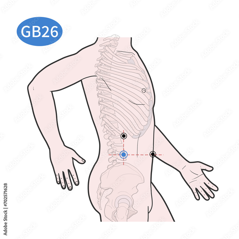 대맥혈 경혈 경락 혈자리 일러스트 Stock-Illustration | Adobe Stock