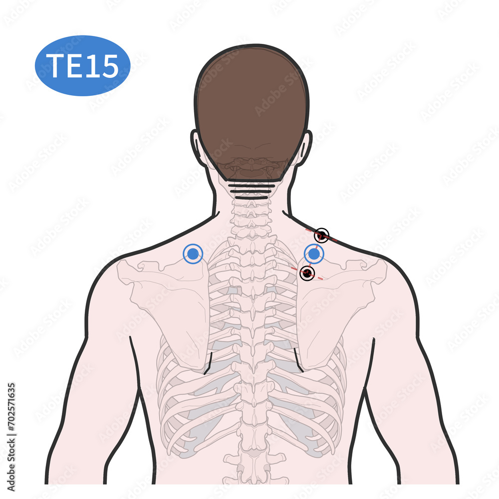 천료혈 경혈 경락 혈자리 일러스트 Stock Illustration | Adobe Stock