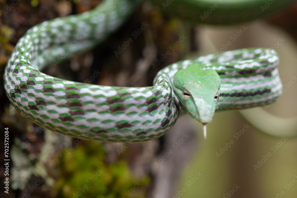 Obraz premium Snakes Vave High Venom