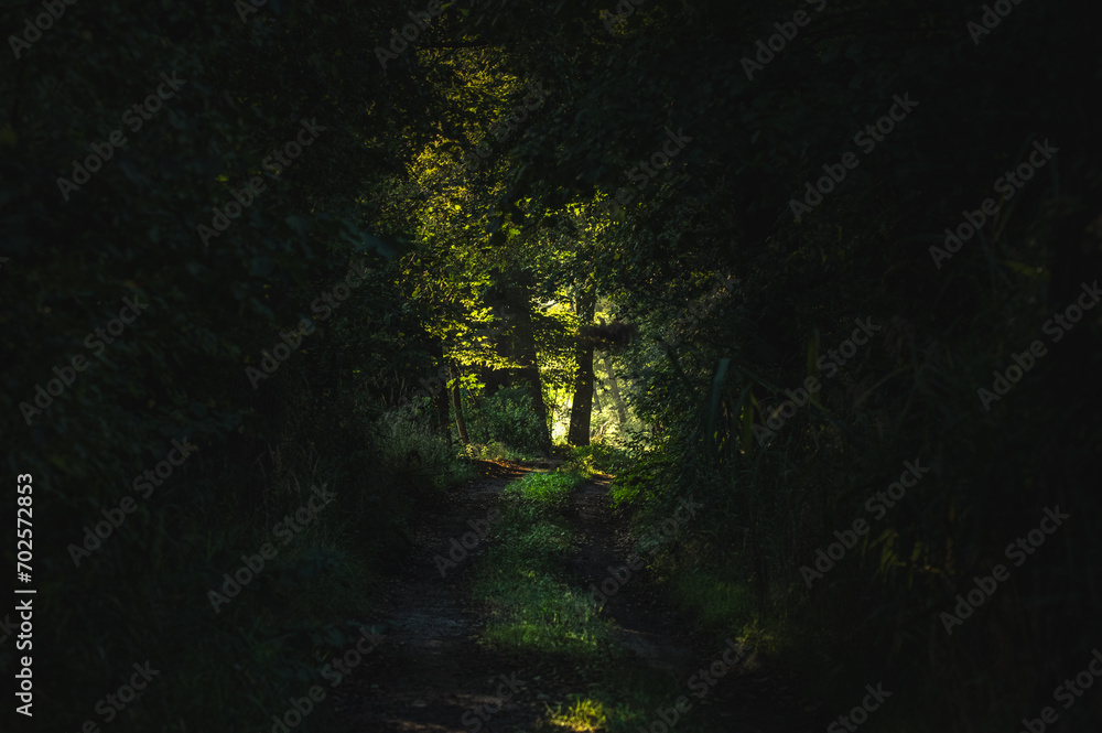 ciemny las i droga przez ciemny las 