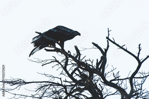 Bielik, orzeł bielik, birkut (Haliaeetus albicilla) nad drzewami