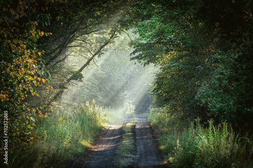 romantyczna ścieżka w lesie we mgle